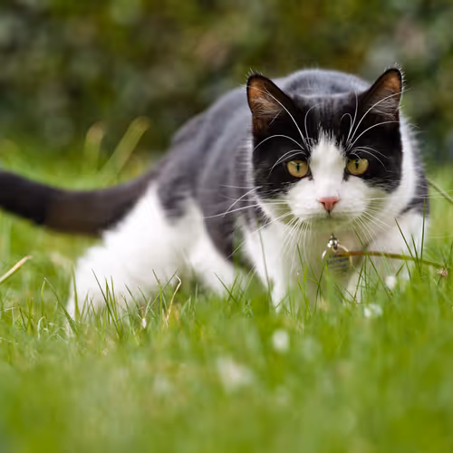 windcat