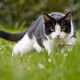 windcat