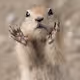 Gopher