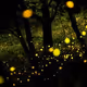 firefly