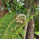 Fern