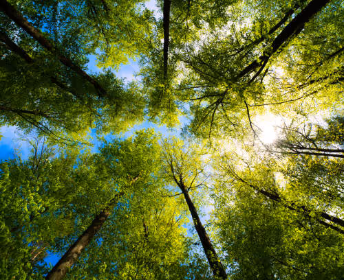 Forest
