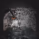 Geometric Owl