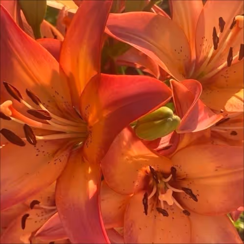 lilies