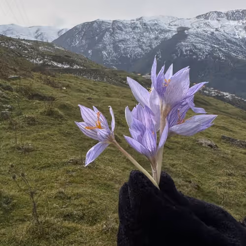 Wild saffron