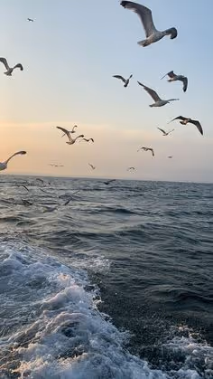 sea ​​and birds