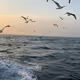 sea ​​and birds