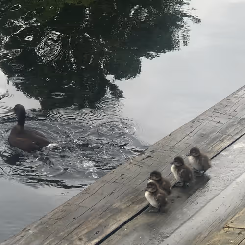 Animals