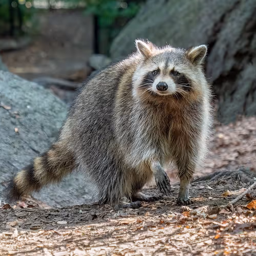 Raccoon RitA