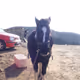 horse