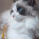 White Snow Cat
