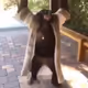 Ape ballin