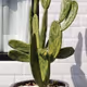 pixel cactus
