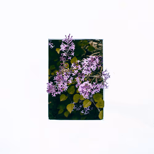 flowe