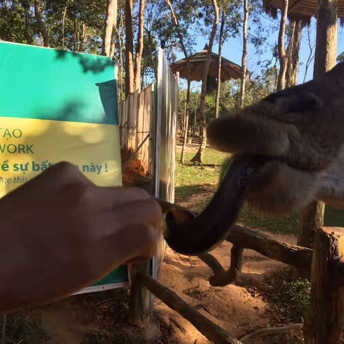 feeding girag