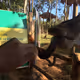 feeding girag