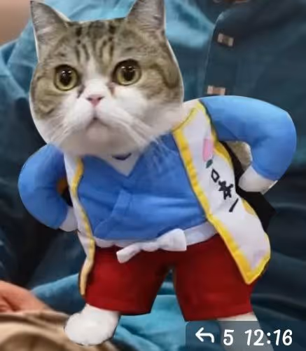 Mr.cat