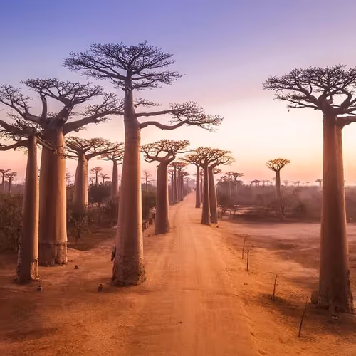 Avenue of the Baobabs
