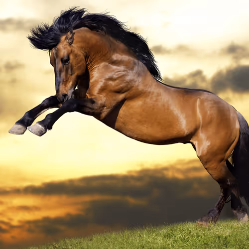 Fizzy Horse