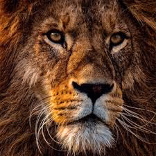 LIONSK