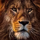 LIONSK