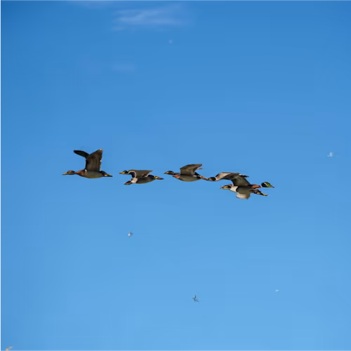 ducks