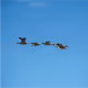 ducks