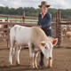 Livestock
