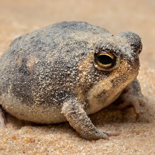 cozy frog
