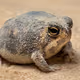 cozy frog