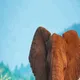 Elephants