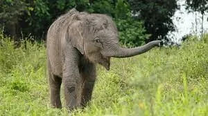 Elephants