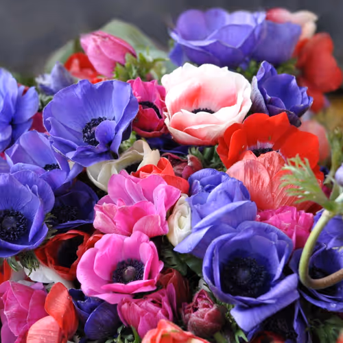 flowers