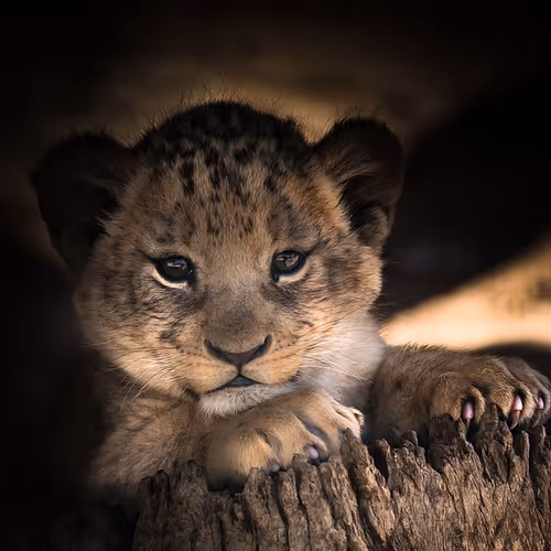 Lovely lion cub