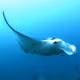MantaRay