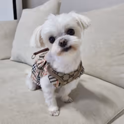 cute dog