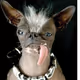 Ugly Dog