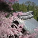Donut Bokeh - Sakura 3