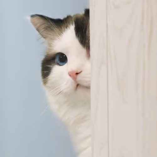 catt