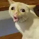 Choughing CAT