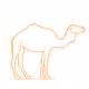 camel