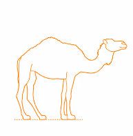 camel