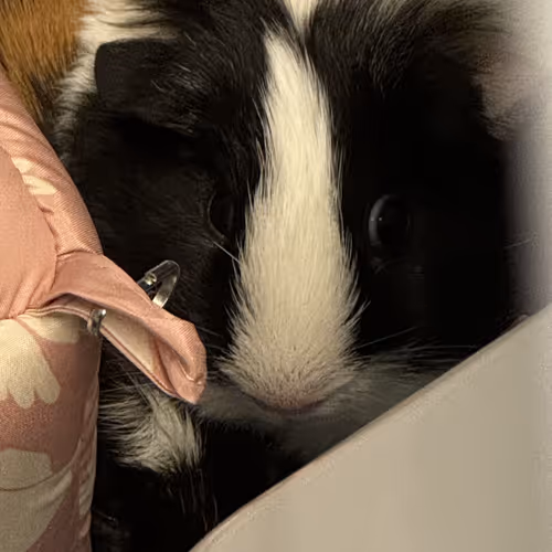 Piggy