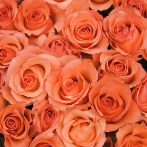 ROSE.