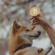 Doge playing with Bitcoin
