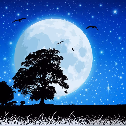 Zora Night