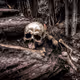SKULL 1218