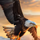 eagle