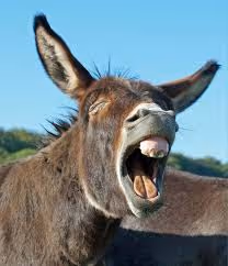 donkey