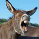 donkey